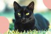 chat-noir-lumiere_1200x.jpg
