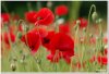 coquelicots.jpg