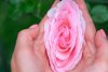 belle-fleur-rose-rose-delicate-dans-mains-femmes-close-up-rose-comme-symbole-du-vagin-virginit...jpg
