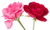 87609612-two-red-and-pink-rose-flowers-isolated-on-white-background-cutout.jpg