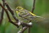 3-European-Serin-male_Lesvos_07-04-06_Richard-Brooks-1.jpg