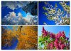 70088859-four-seasons-in-the-forest-nature-color.jpg