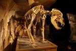 LPERRON-Musee-ours-5-900x600.jpg