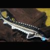 esturgeon-diamant-40-45-cm-lot-de-2-8950-eur.jpg