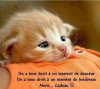 tendresse chat 2.jpg