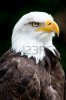 7157690-portrait-of-a-bald-eagle-lat-haliaeetus-leucocephalus.jpg