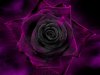 rose violette foncée.jpg