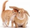 lapin,-petit-chaton-rousse-167922.jpg