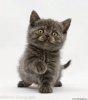 chaton-gris-89.jpg