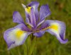 Iris.jpg Iris.jpg