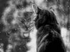 chat-visage-pluie.jpg