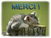 merci chat.jpg merci chat.jpg
