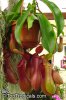 Nepenthes4609.jpg