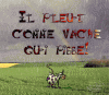 vache.gif