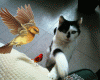 douce FRIMOUSSE et l'oiseau.gif