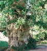 un-tres-vieux-chene.jpg