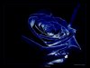 Blue_Rose_Wallpaper_by_StyleCH.jpg
