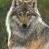 wolf1974