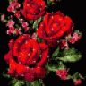 framboise3391