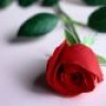 andreanne008