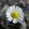 Daiisy