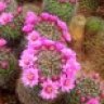 fleurdecactus
