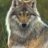 wolf1974