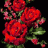 framboise3391