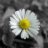 Daiisy